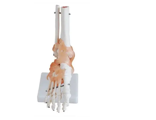 foot with ligaments