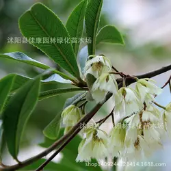 Дерево растение plantylveplanttriplantylveplanttriplant большой лист листовка еда Du Yingmei руб оливковое Настоящее фото г/упак. 200