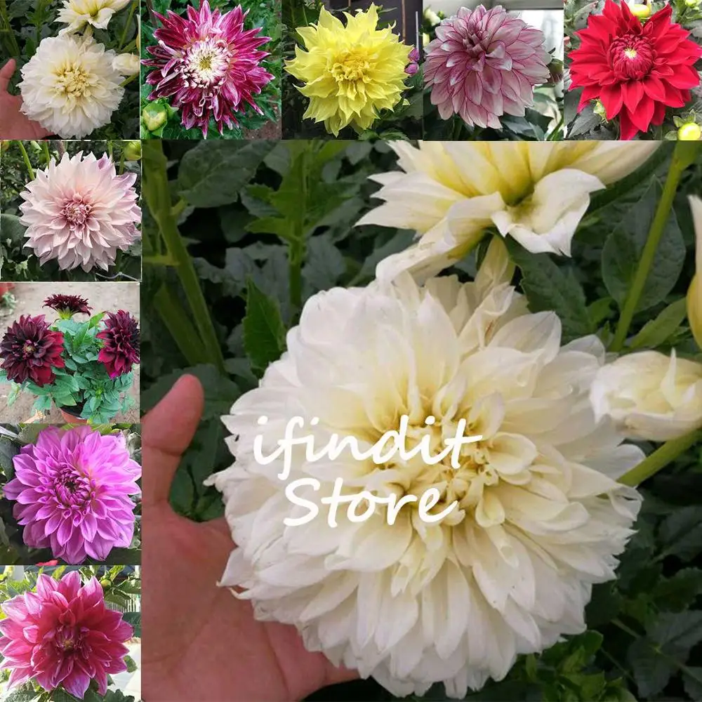 

50pcs Dahlia Flower Dahlia bonsai Charming Bonsai Flower bonsai (Not Dahlia Bulbs) High Germination Home Garden Potted Plan