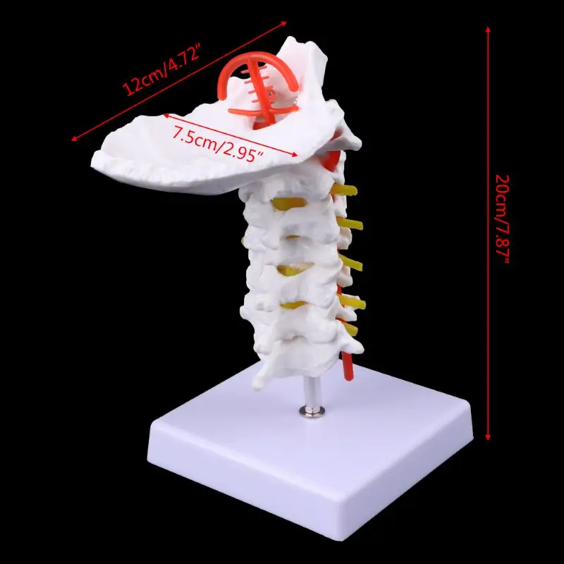 Медицинская модель реквизит шейного позвонка артерия позвоночника анатомическая модель в натуральную величину