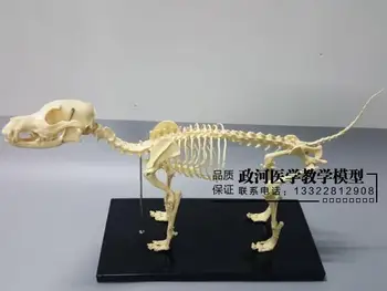 

64cm*10cm*30cm Dog Skeleton Model Dog Skeletal Bone Model Teaching Educational Model