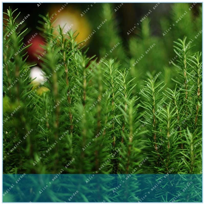 

100 pcs Rosemary chinese herb good smell flower for beautiful gardens