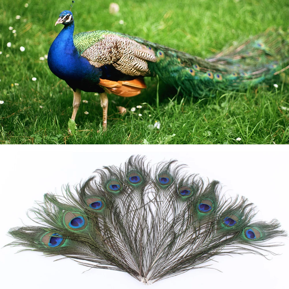 

VOOYE 10pcs Natural Peacock Tail Feathers