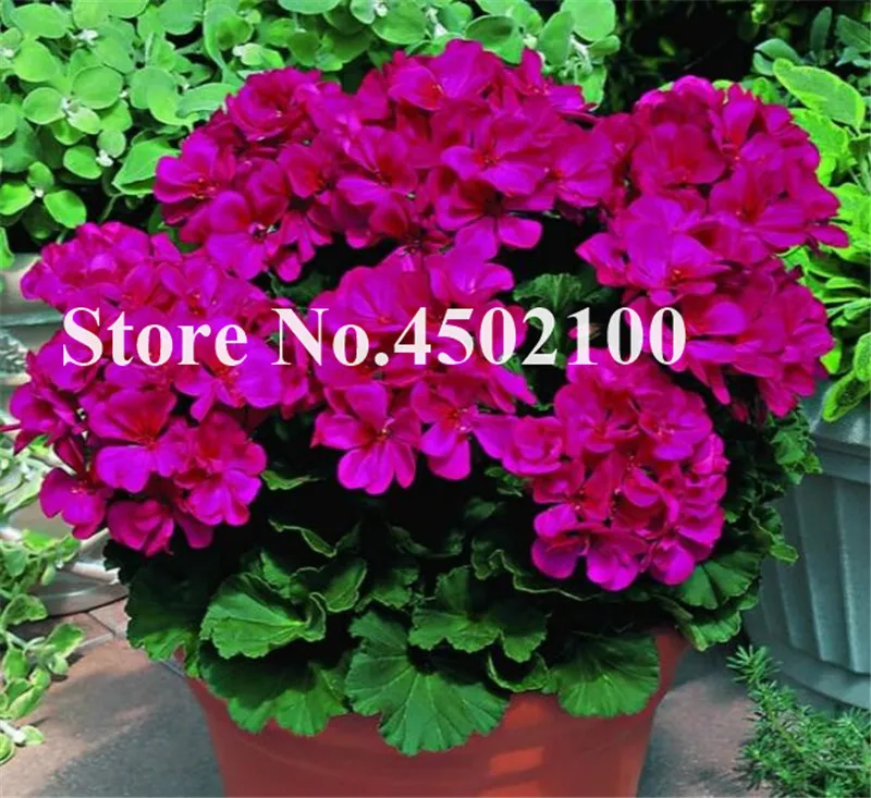 Bonsai Geranium 100 Pcs Japanese Yellow Ppleblossom Rosebud Pelargonium Flowering Geranium Balcony plant For Home Garden Bonsai Geranium 100 Pcs Japanese Yellow Ppleblossom Rosebud Pelargonium Flowering Geranium Balcony plant For Home Garden
