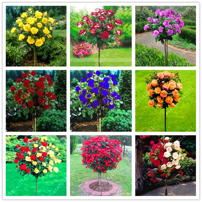 Online Buy Wholesale tree rose from China tree rose