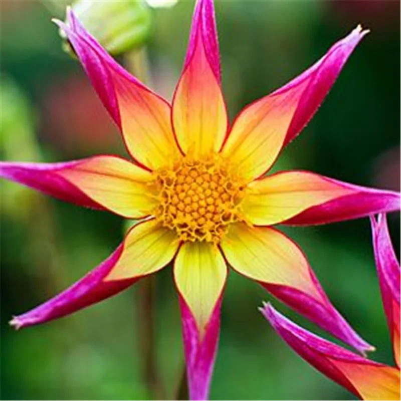 True dahlia bulbs, rare dahlia flower bulbs,bonsai flower bulbs,Symbolizes courage and lucky,home garden plant-2 bulbs True dahlia bulbs, rare dahlia flower bulbs,bonsai flower bulbs,Symbolizes courage and lucky,home garden plant-2 bulbs