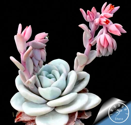 100 PCS Seeds Aurora Ball Cactus Bonsai Succulent Plants Rare Flowers 2019 New N 100 PCS Seeds Aurora Ball Cactus Bonsai Succulent Plants Rare Flowers 2019 New N