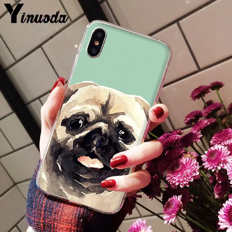 Cute pug dog