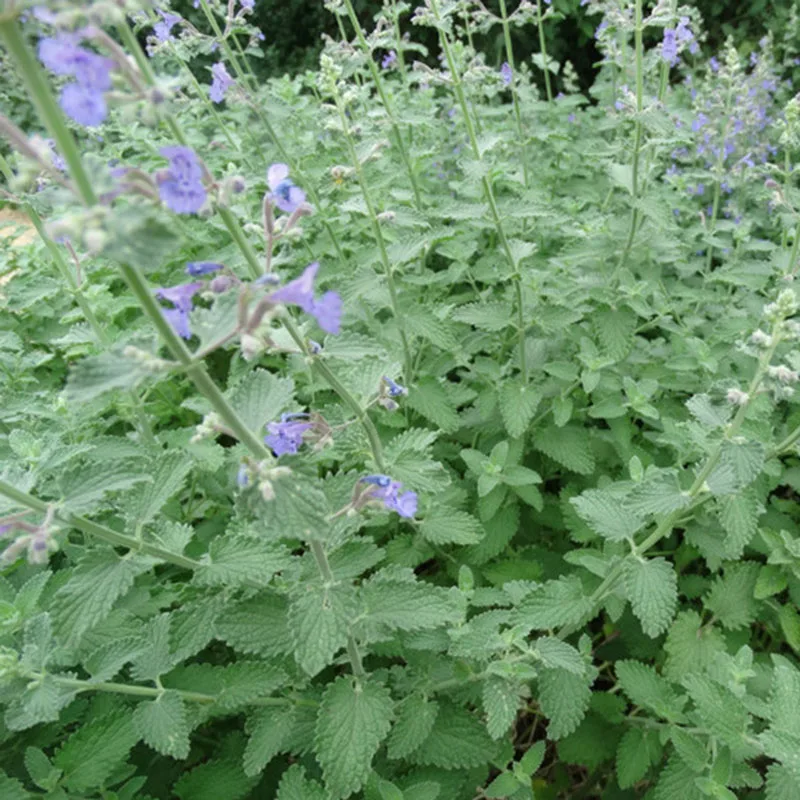 Novel Plant 400 шт Смешанные Catnip Саженцы бонсай для дома украшения сада Мятные ароматические травы Nepeta Cataria рассады Novel Plant 400 шт Смешанные Catnip Саженцы бонсай для дома украшения сада Мятные ароматические травы Nepeta Cataria рассады