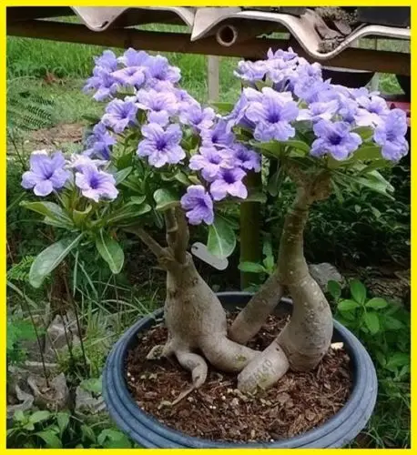 

5PCS 100% Fresh Real Adenium Obesum semillas - Bonsai Desert Rose Flower Plant sementes (N.18027)