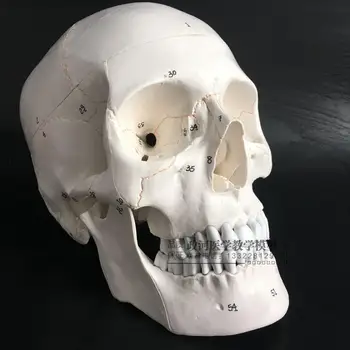 

Medical Skull Model 1:1 Virtual Skull Functional Division Model Neurological study with digital number mark