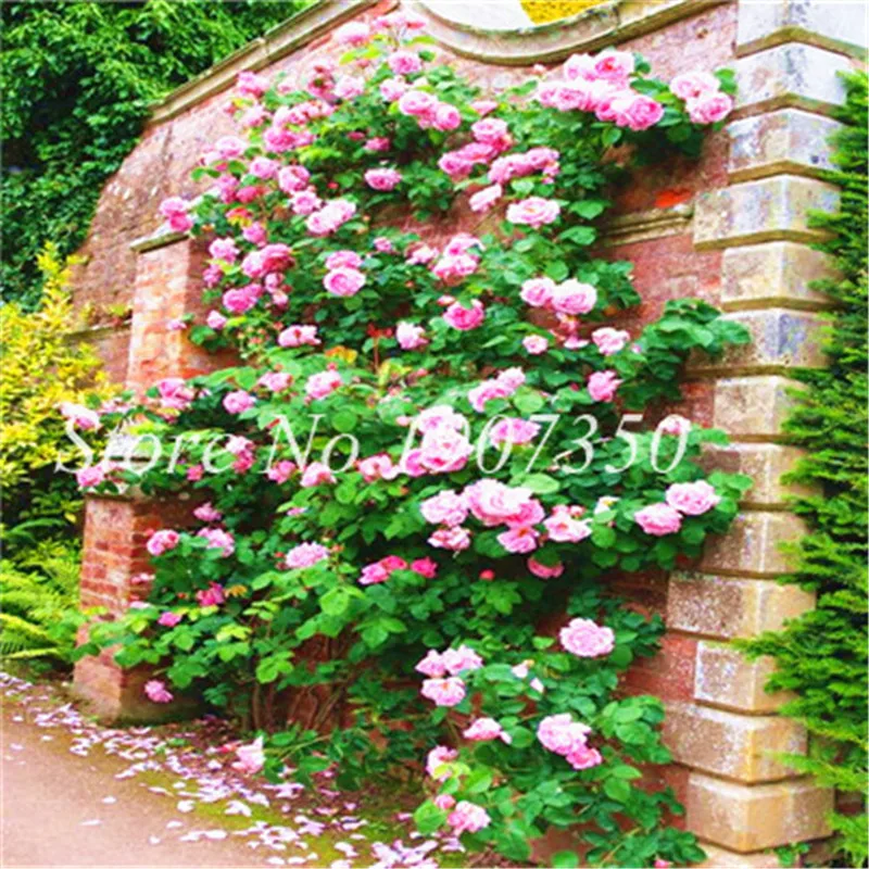 Buy Chinese Rose Tree Semente 100 Pcs Climbing Bonsai Plant Flower Wild ...