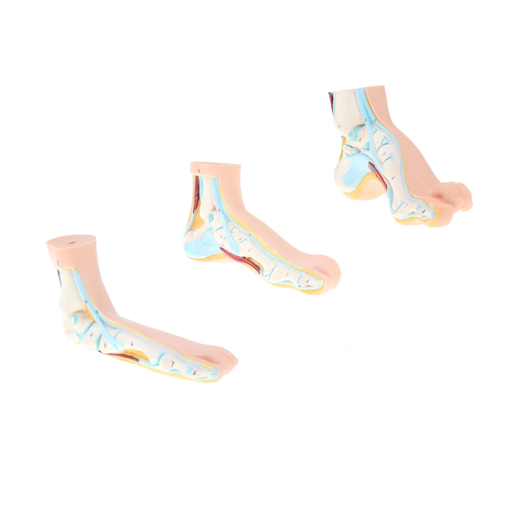1:1 Human Anatomical Normal, Arched and Flat Foot Model with Ligaments, Nerves and Arteries