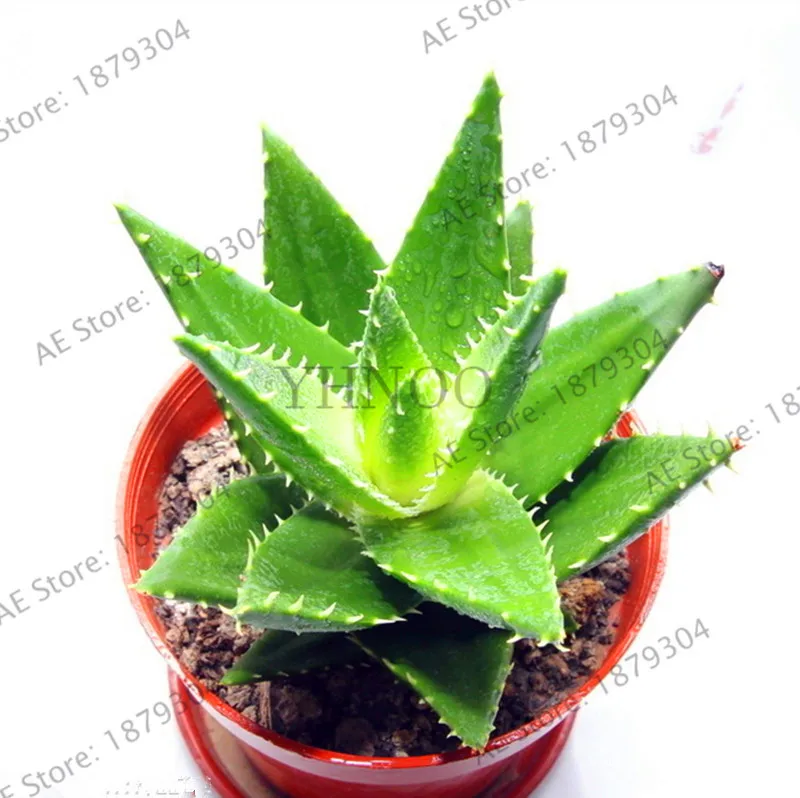 Home Kitchen 100pcs Edible Aloe Vera Seeds Succulent Seeds Rare