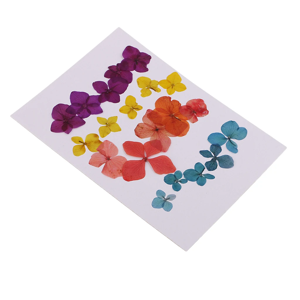 20 Pieces Pressed Natural Dried Flowers Hydrangea Embellishment For DIY Phone Case Handmade Specimen Craft