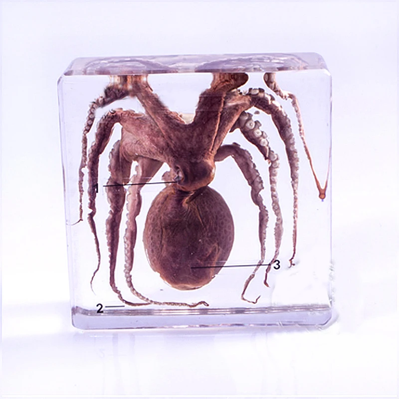 

Real Octopus Specimens In Clear Lucite Block Educational Middle school biology School teaching aids Teaching instrument