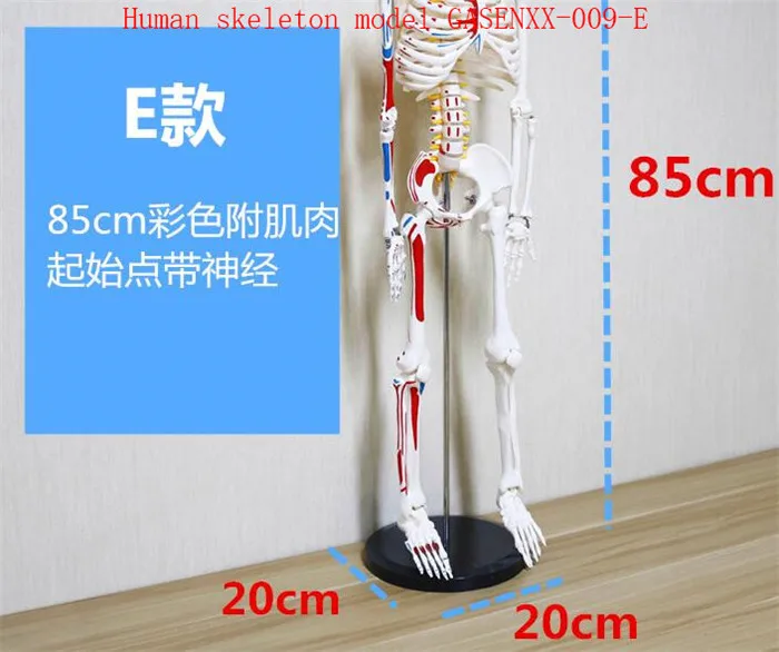 Образец позвоночника мозжечка модель человеческого скелета может быть активной Скелет образцы человеческого скелета модель GASENXX-009-E