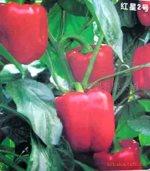Пекин цвет красный перец бонсай 80 шт. питание растительный бонсай