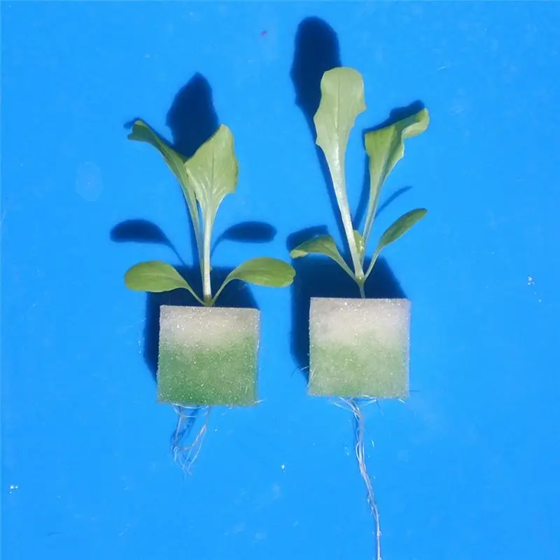 Square Sponge Soilless Hydroponics Garden Propagate Germination Container Planting Pot Bean sprouts Nursery Seedling Sponge Pot Square Sponge Soilless Hydroponics Garden Propagate Germination Container Planting Pot Bean sprouts Nursery Seedling Sponge Pot