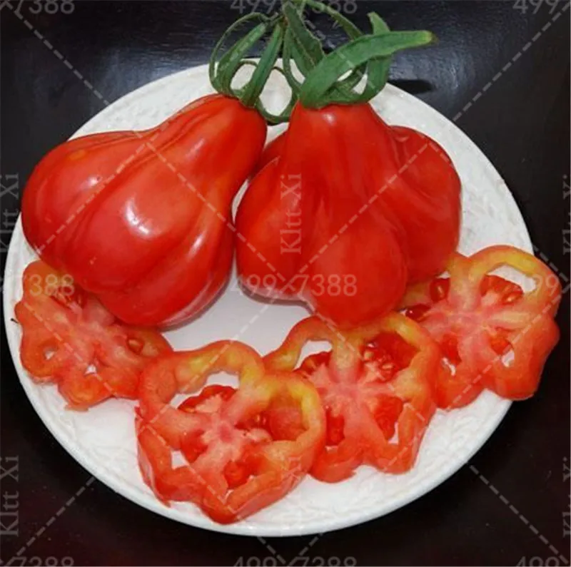 

Fresh red tomato bonsai 200 Pcs healthy vegetable bonsais plants for home garden