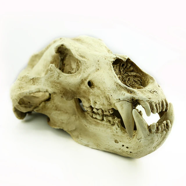 g015 resin halloween skull decoration resin animal skulls bear skulls top supplier commercial halloween decorations - Commercial Halloween Decorations g015 resin halloween skull decoration resin animal skulls bear skulls top supplier commercial halloween decorations - Commercial Halloween Decorations