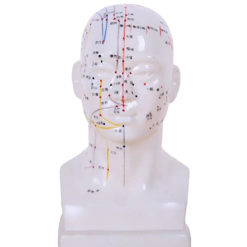 Model Model Facial Acupuncture Points Of Acupuncture Points Model Of 