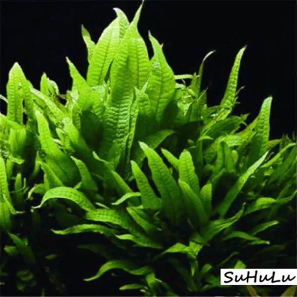 1000 Pcs Aquarium Grass bonsai Water Aquatic Plant bonsai Live Moss Gras Easy to Grow 1000 Pcs Aquarium Grass bonsai Water Aquatic Plant bonsai Live Moss Gras Easy to Grow