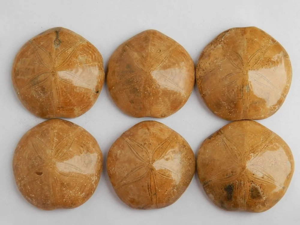 6pcs RARE NATURAL Madagascar Sea Urchin Fossilin Stones from Home