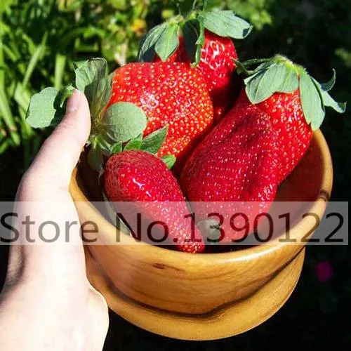 300/bag Giant Strawberry Seeds, Rare, Big as a Peach, Fragaria ananassa L. Maximus Strawberry fruit seeds for home garden