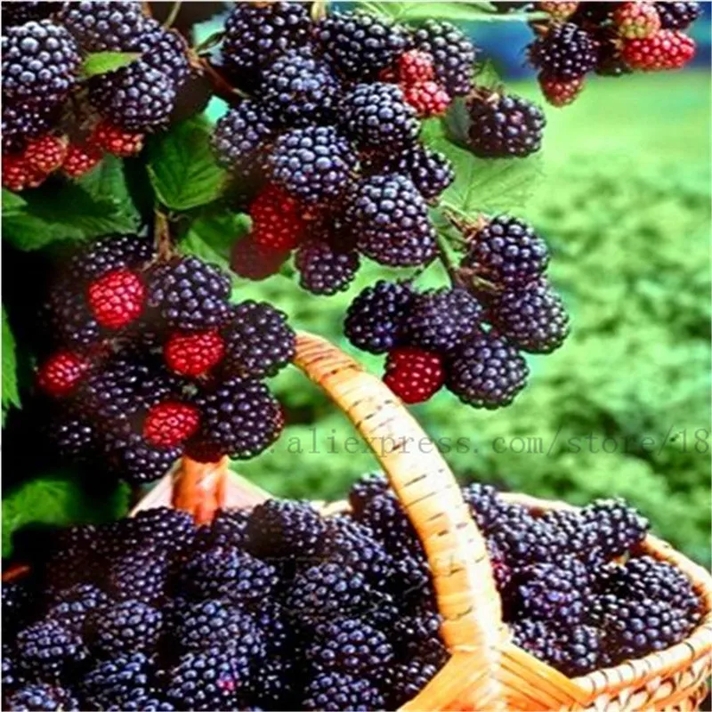 

100pcs Mulberry bonsai Potted plant seasonal fruit garden natural health Mulberry year results bonsai plants for home garden B58