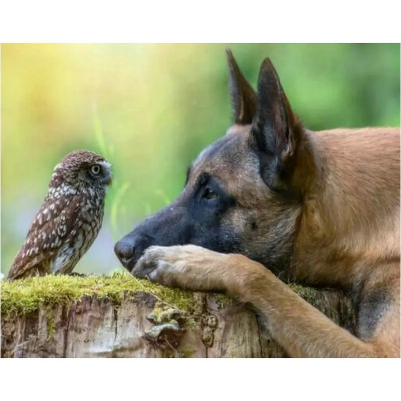 ARTBACK16 style 5d diamond painting German Shepherd owl full square drill embroidery 3d round dog animal sticker | Дом и сад