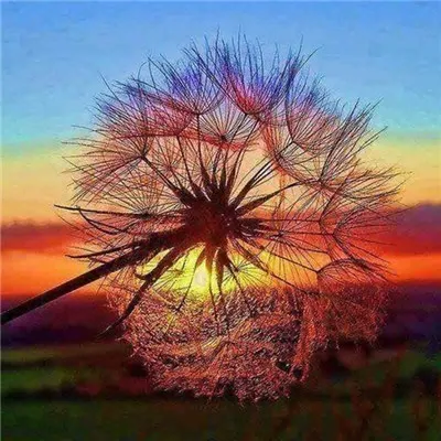 9133 EverShine Diamond Paining Full Square Scenery Diamond Mosaic Dandelion Picture Of Rhinestones Diamond Embroidery Full Display - Цвет: 9133