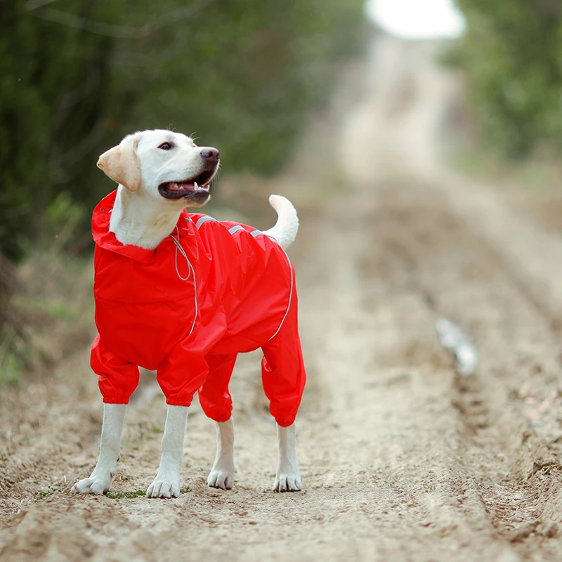 dog raincoat labrador