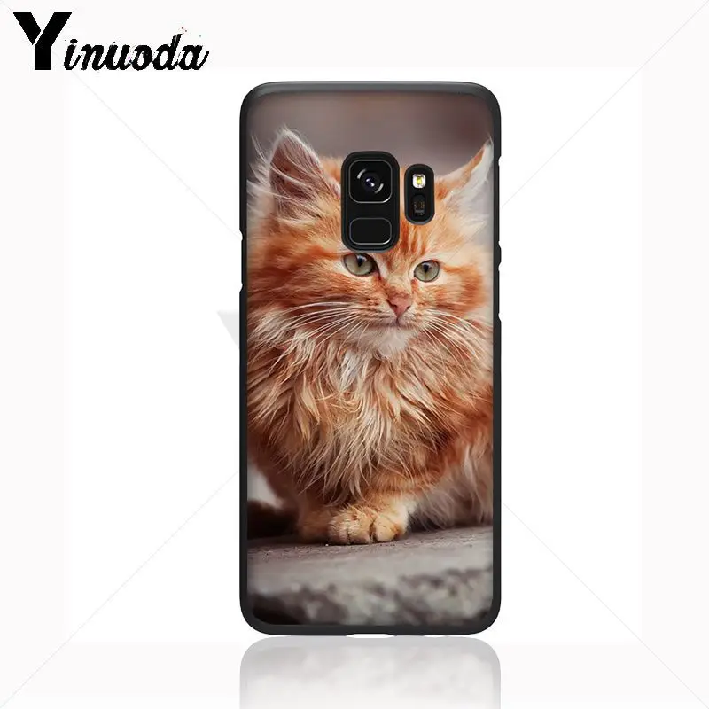 pet maine coon cat