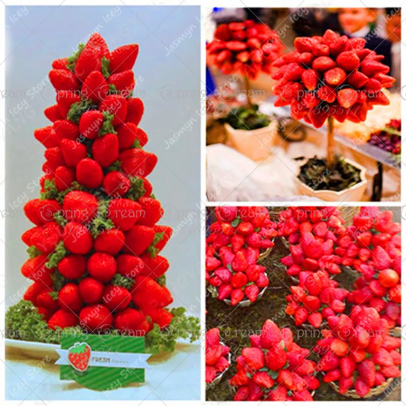 

300 pcs/bag Dwarf Climbing Strawberry Tree Organic Fruit Bonsai Plants Sweet Gaint Potted Planting for Home Garden Bonsai