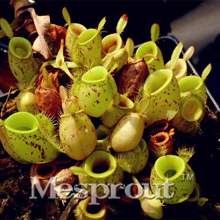 Insectivorous Grass Dionaea Muscipula Apple Nepenthes Multiple Varieties Of Hybrid Bonsai Plants Bonsai For 50pcs