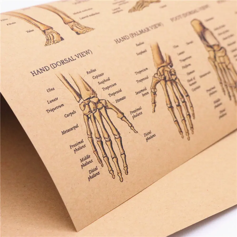 Каркасная система, винтажная крафт-бумага, плакат, античный принт, настенная наклейка, медицинский гид, картина 45,5x32,5 см