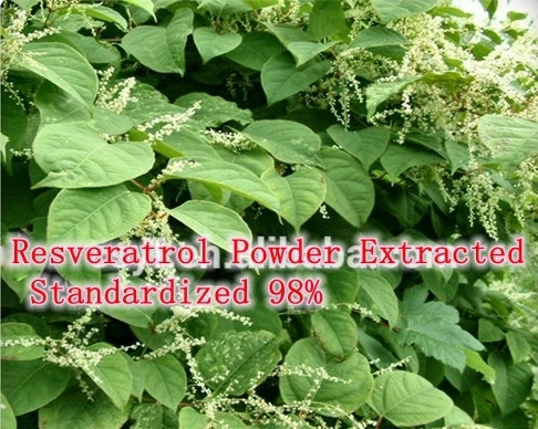 

25 gram Nature Pure Resveratrol Powder Extracted Standardized 98% Resveratrol Anti-aging Free shipping