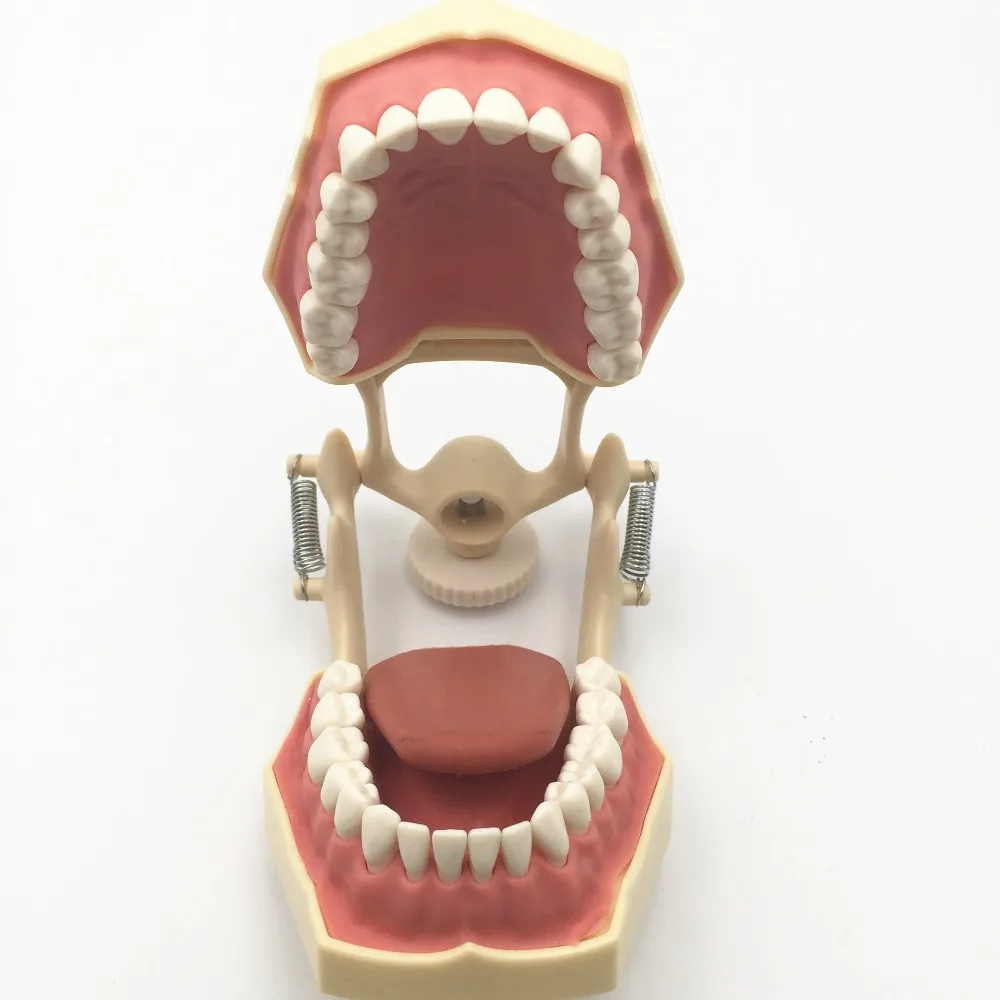 Free shipping Good quality Dental Soft Gum Teeth Model with tougneTypodont w/ 32 Removable Teeth NISSIN 200 Compatible Free shipping Good quality Dental Soft Gum Teeth Model with tougneTypodont w/ 32 Removable Teeth NISSIN 200 Compatible