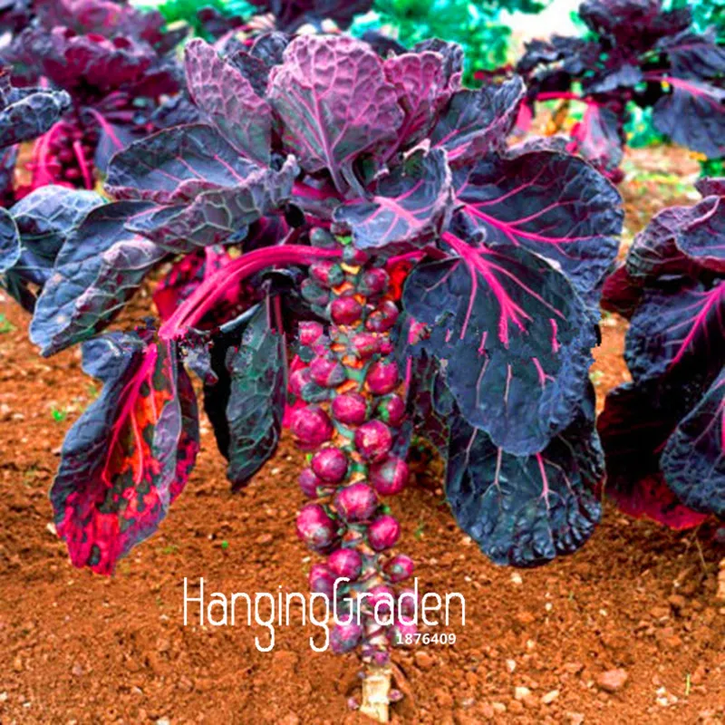

New 2018!Purple Thousand-headed cabbage bonsai brussels sprouts cabbage mini vegetable garden gift * 100 pcs/Bag,#DG1WYL