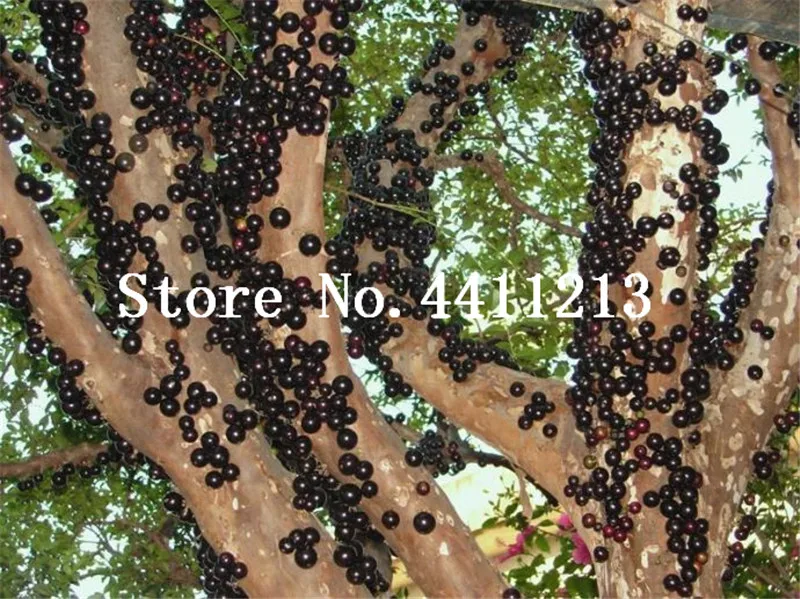 

Ornamental Plant Plinia Cauliflora Bonsai 100 Pcs Family Myrtaceae Jabuticaba Fruit Tree Novel Plant Brazilian Grape Tree