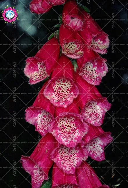 100% шт. 200 True Foxglove общие foxglove цветок Наперстянка пурпуровая карликовые деревья завод украшения домашние, садовые растения