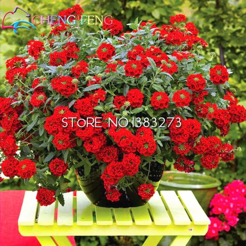 Us 549 50 Offhalloween 100 Graines De Fleurs Multicolor Verbena Seeds Flower Perennial Pot Verbena Hybrida Seed Balcony Ornamental Flowers On
