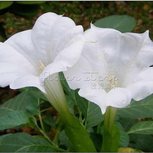 100 Large White Moon Flowers Seeds Fragrant Scented garden plant in
