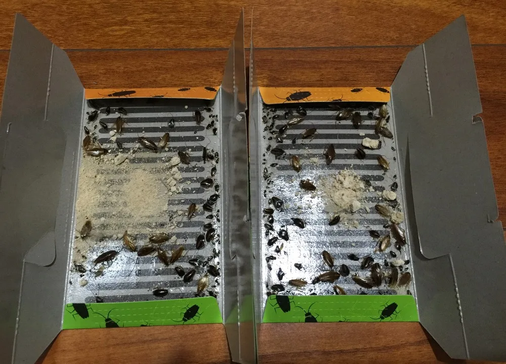 dead roaches