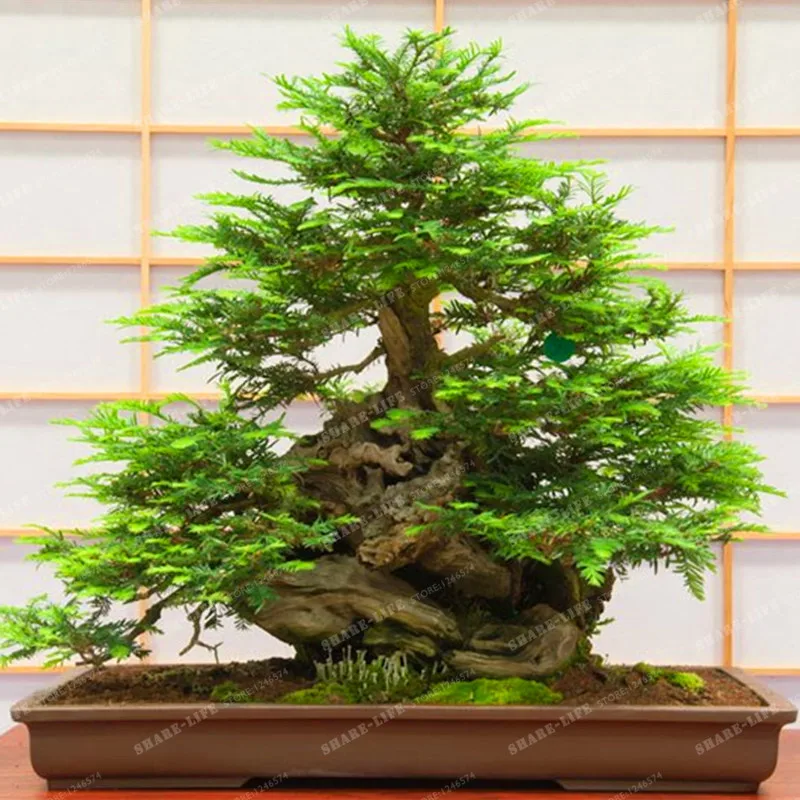 

30pcs/bag Coast Redwood Bonsai Sequoia Sempervirens Bonsai Tree Tree Bonsai Tree Bonsai Potted For Home & Garden
