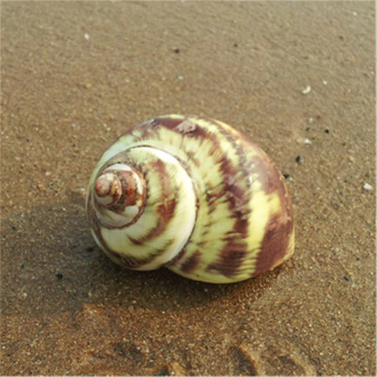 

3-5CM Natural Crafts Household Wall Conch Shells Handicraft Hermit Crab Shell House Aquarium Fish Tank Ornaments Sea Snail