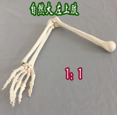Натуральная модель верхней конечности для взрослых, модель скелета левой руки анатомическая модель