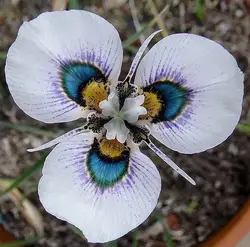 Moraea iridioides цветок бонсай-20 шт китайские характеристики flowe rbonsai экзотические растения бонсай для сада и дома завод