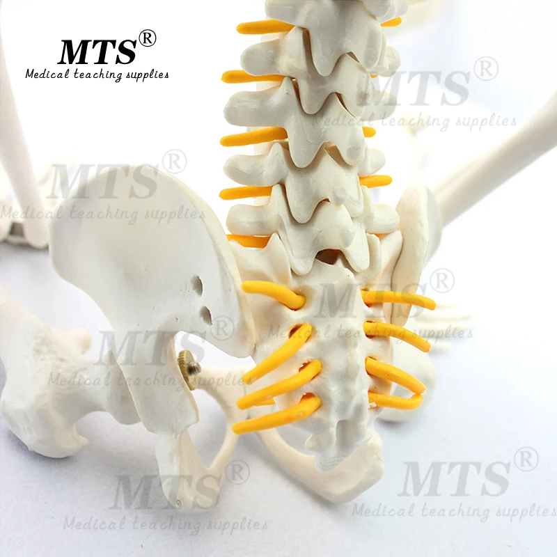 Модель скелета человека 85 см со спинным нервом манекен для медицинского обучения образовательная Бесплатная доставка
